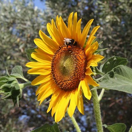 Sunflower Split Dış mekan fotoğraf