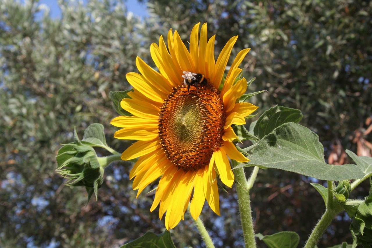 Sunflower Split Dış mekan fotoğraf